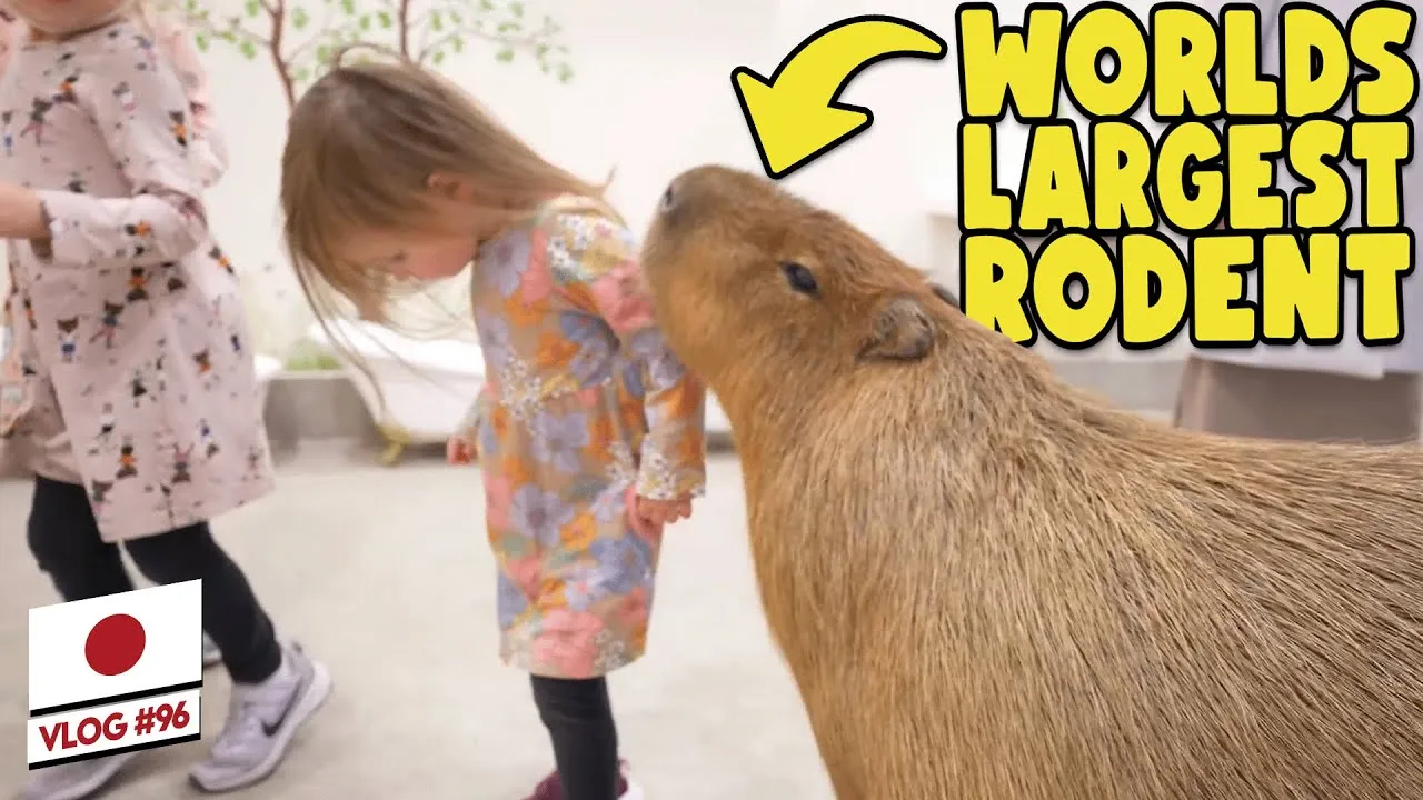 A YouTube thumbnail of the Clarkson family's visit to a capybara touch experience in Yokohama, Japan, with one of the girls meeting a capybara up close.