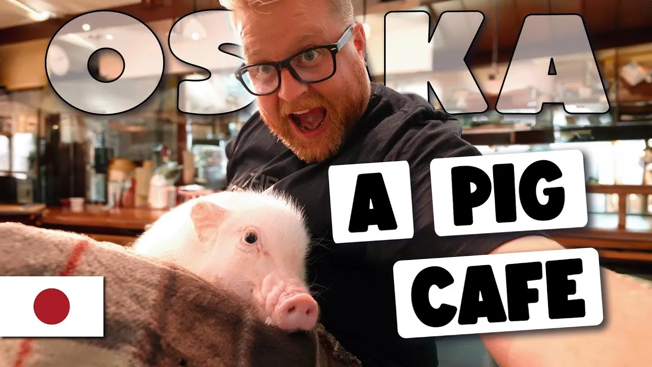 A YouTube thumbnail of Adam Clarkson holding a small micro pig at a cafe in Osaka, text reading 'Osaka: A Pig Cafe.'